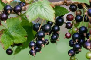 目のクマサプリ【メクリア】の口コミと偶然見つけた豪華プレゼント