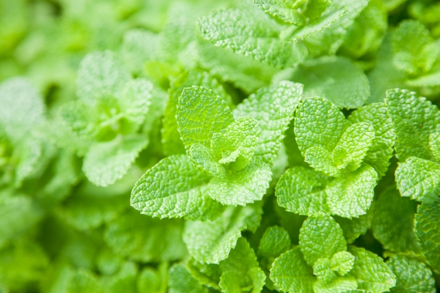 405クレコンのメントール感