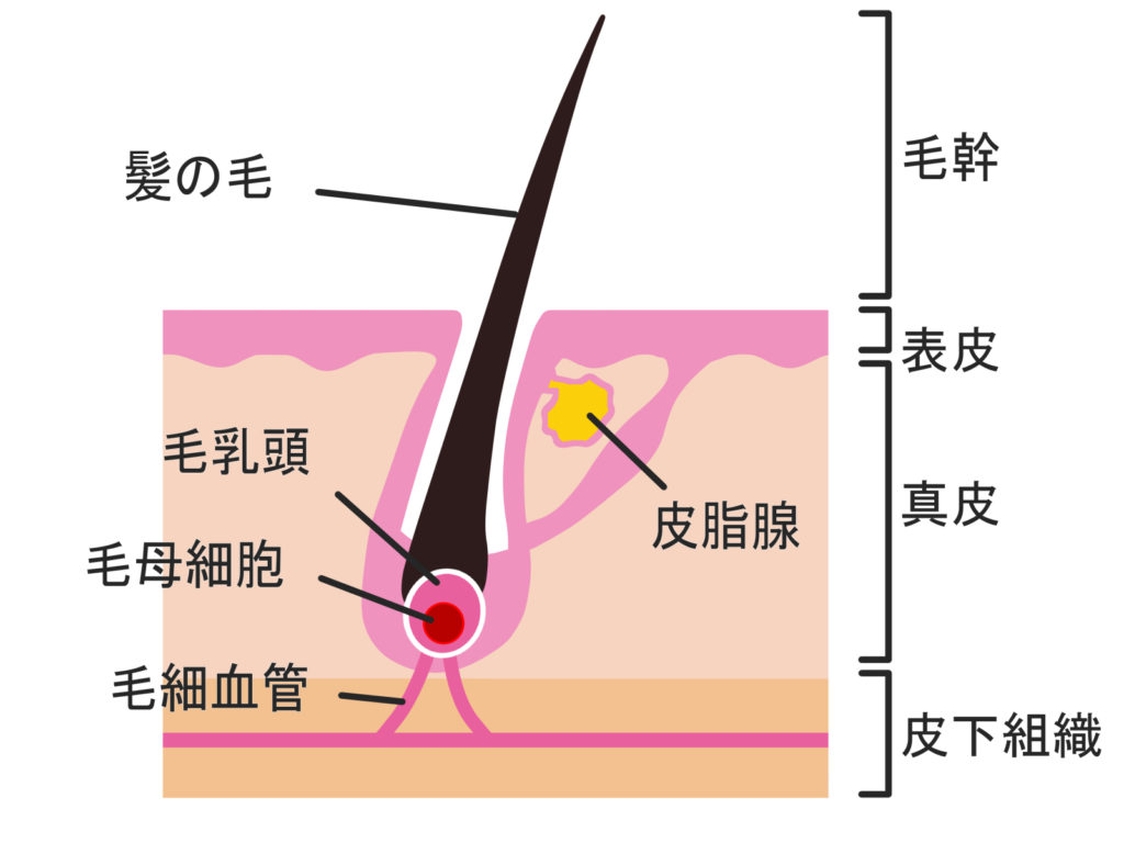 白髪予防対策シャンプー